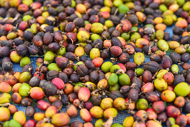istock Coffee beans drying in the sun for background.selective focus 635915960
