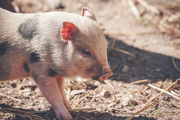istock Cute piglet in rural environment 635916010