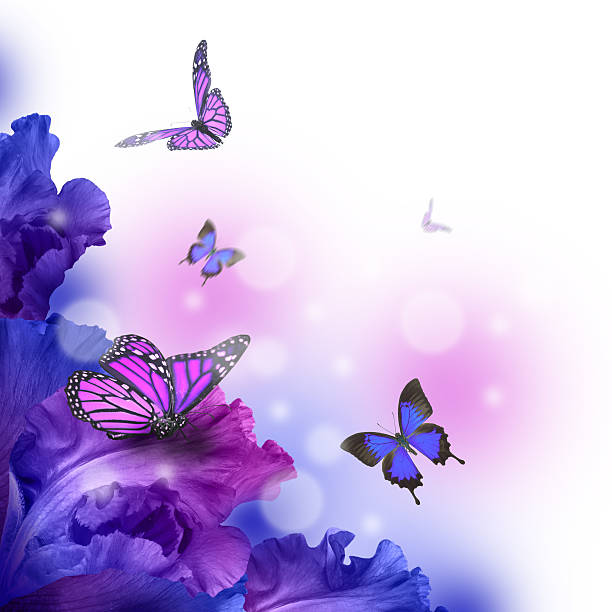 Amazing butterfly fairy of flowers, hydrangeas and iris. stock photo