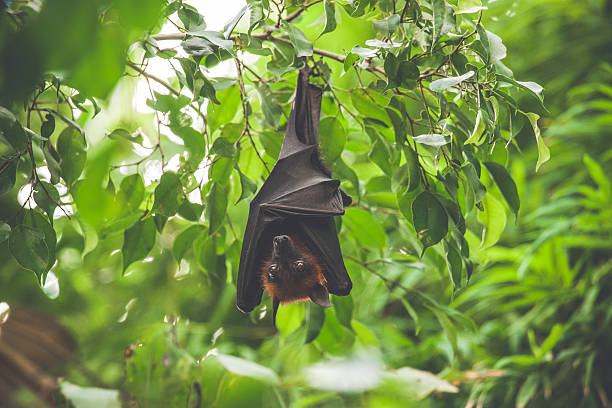 bat hanging upside down in a green rainforest - vleerhond stockfoto's en -beelden