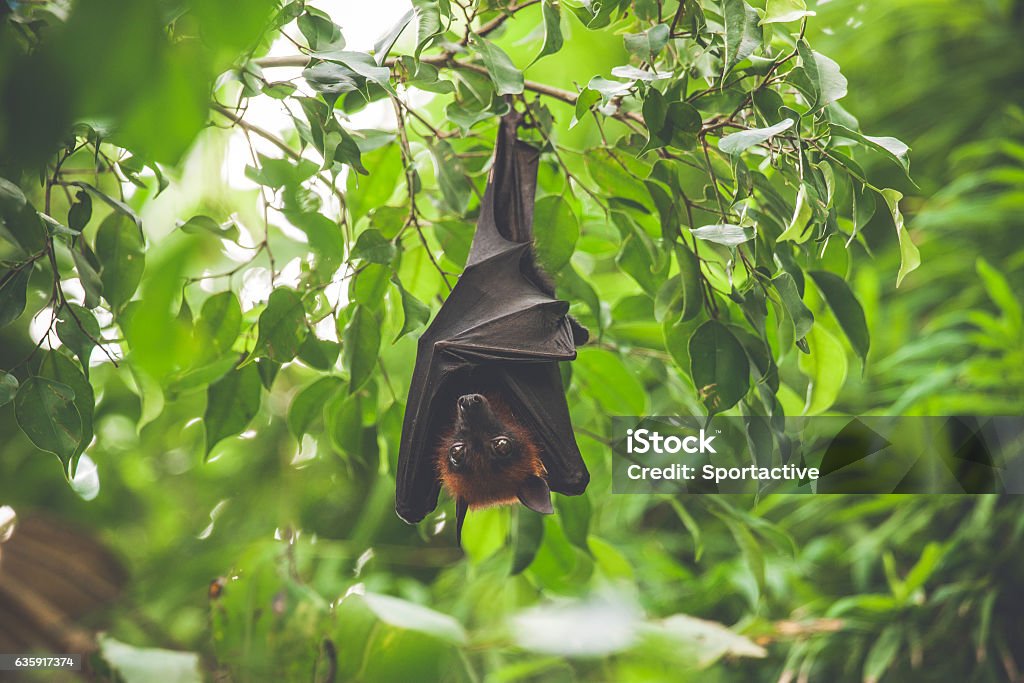 Bat hanging upside down in a green rainforest Bat hanging upside down in a green rainforest in daylight Africa Stock Photo
