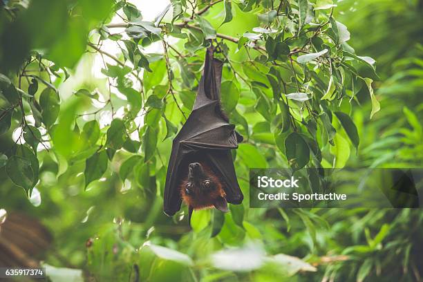Bat Hanging Upside Down In A Green Rainforest Stock Photo - Download Image Now - Africa, Fruit Bat, Rainforest
