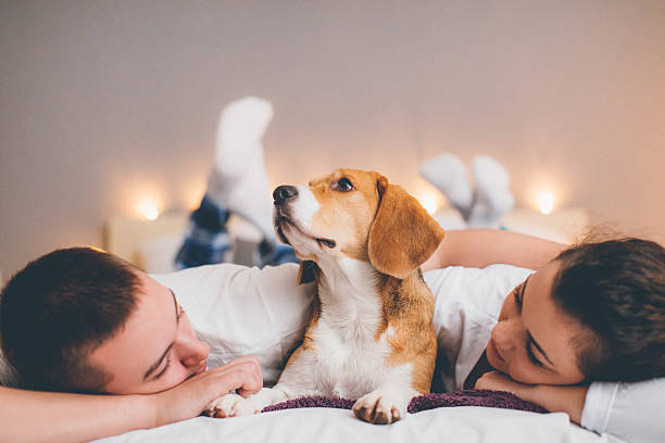 istock Young couple in bed with dog 635917830