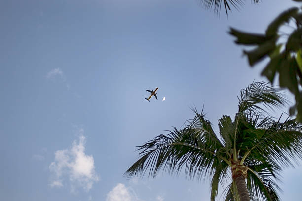 ヤシの木の空面 - airport airplane landing red ストックフォトと画像