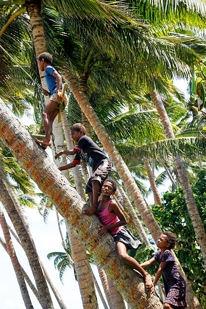 Local kids climbing palm tree to swing on rope swing Taveuni, Fiji - November 27, 2013: Local kids climbing palm tree to swing on a rope swing in Lavena village, Taveuni Island, Fiji. Taveuni is the third largest island in Fiji. vanua levu island photos stock pictures, royalty-free photos & images