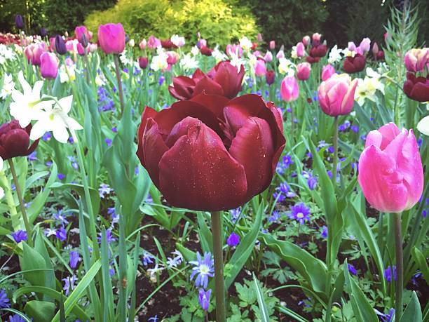 Flowers in Keukenhof