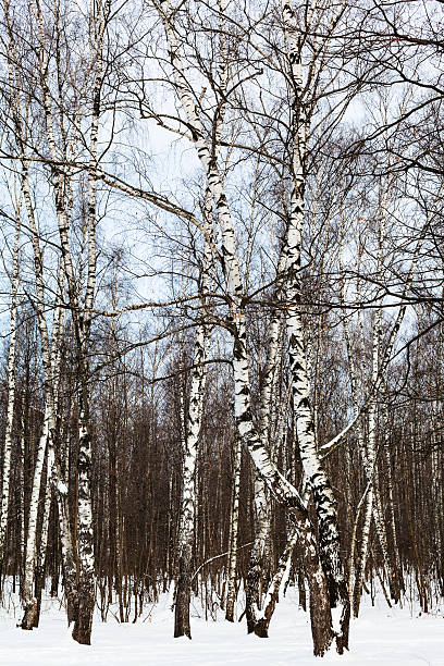 istock birch grove in forest in winter 635923356