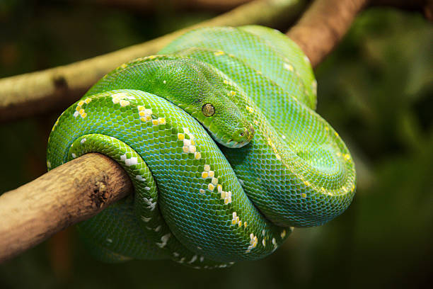 pitone arboricolo verde - green tree python foto e immagini stock