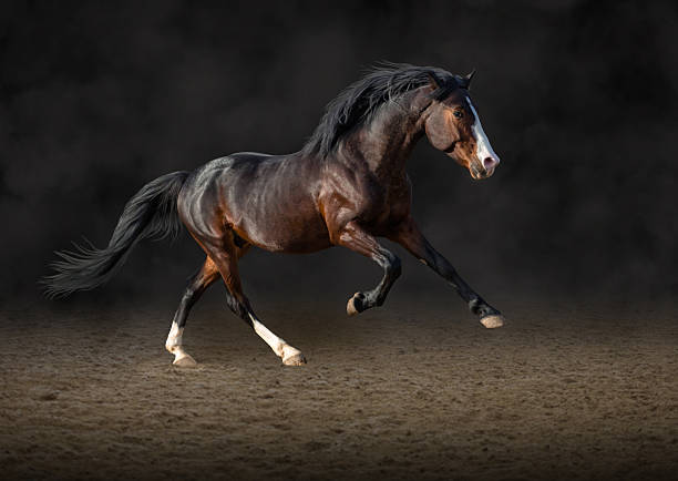 Bay horse run on black smoky background