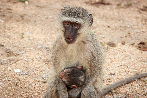 istock Mother Vervet monkey with a baby. 635928200
