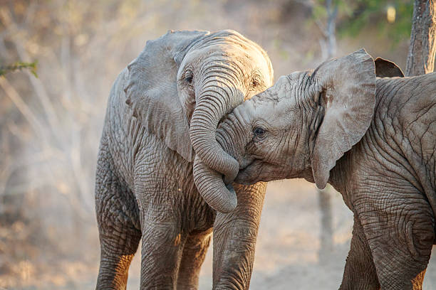 zwei elefanten spielen. - wilde tiere stock-fotos und bilder