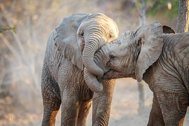 dos elefantes jugando. - fauna silvestre fotografías e imágenes de stock