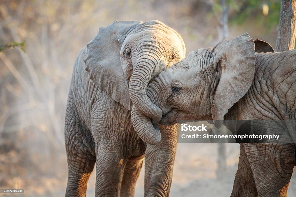 Two Elephants playing. Two Elephants playing in the Kruger National Park, South Africa. South Africa Stock Photo