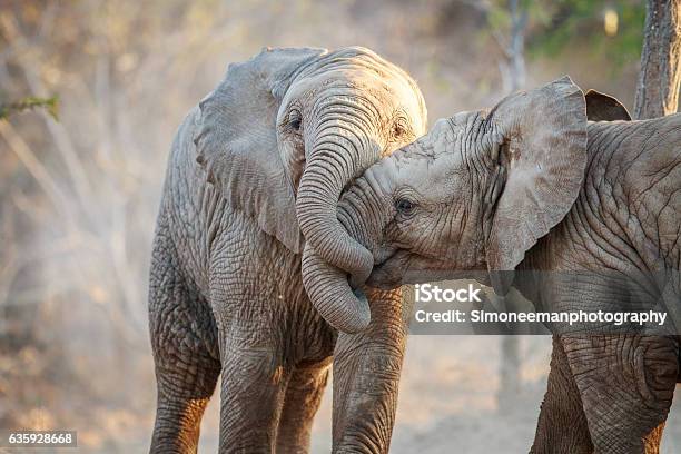 Two Elephants Playing Stock Photo - Download Image Now - South Africa, Elephant, Kruger National Park