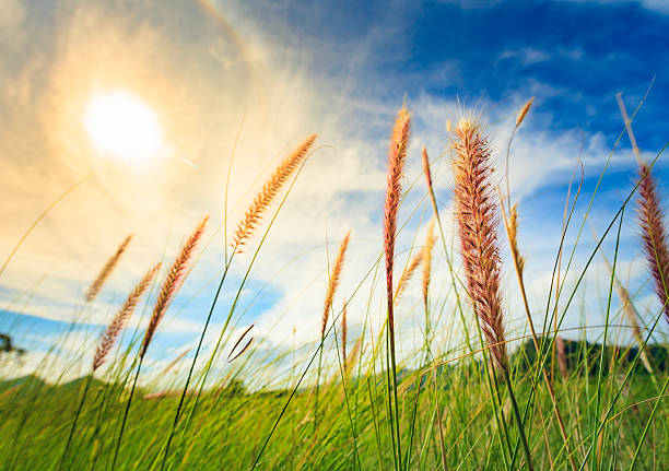 istock flowers of grass 635929270