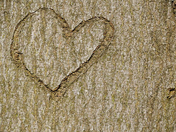 istock heart carved in tree trunk 635930654