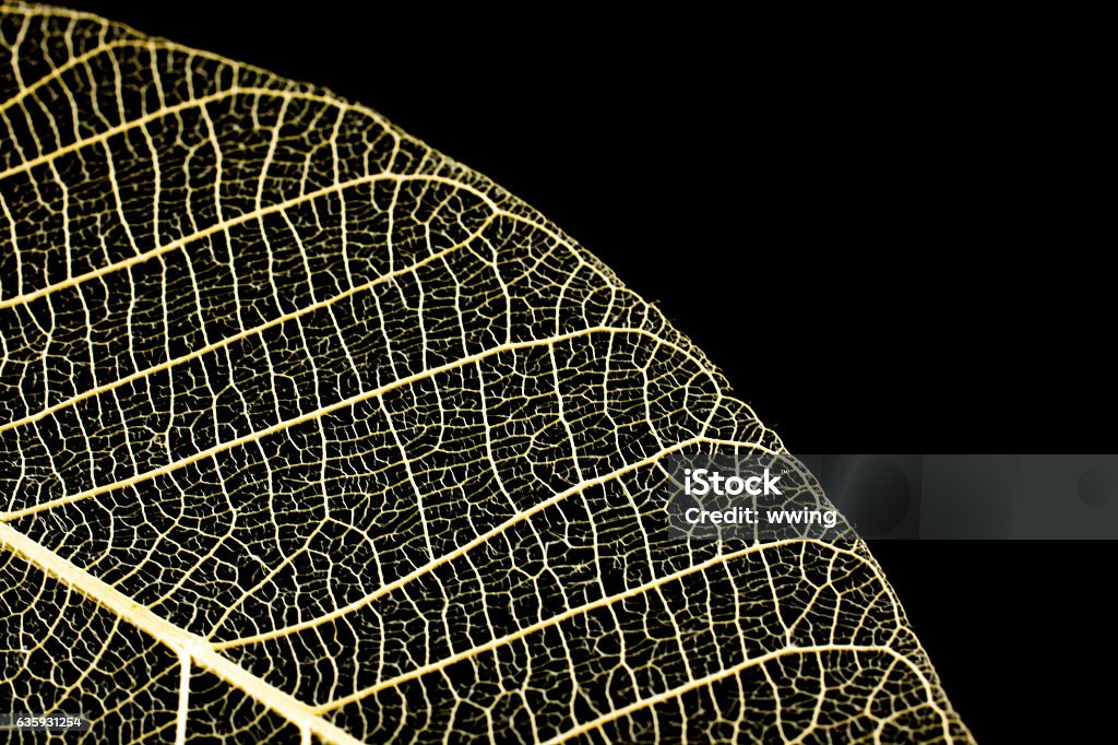Squelettes de feuilles montrant les nervures sur fond noir - Photo de Nervure libre de droits