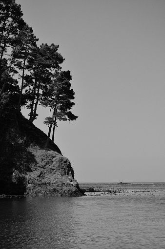 Tall pine trees grow hanging over the edge cliffs that goes into the ocean