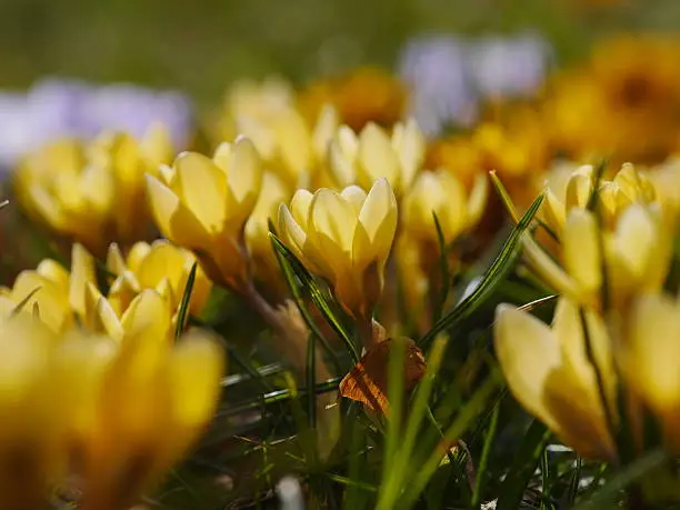 Blooming crocus in a meadow