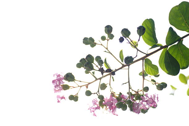 istock isolated pink flower in white sky 635932488