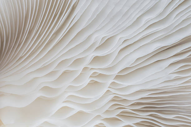 istock abstract background macro of Sajor-caju Mushroom 635932728