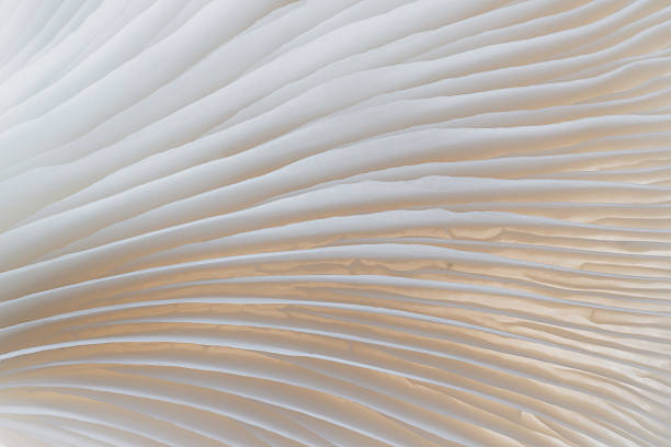 istock abstract background macro of Sajor-caju Mushroom 635932784