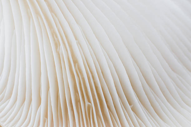 istock abstract background macro of Sajor-caju Mushroom 635932840
