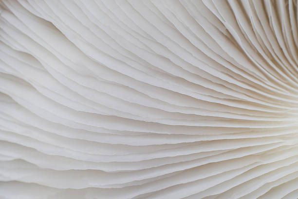 istock abstract background macro of Sajor-caju Mushroom 635932884