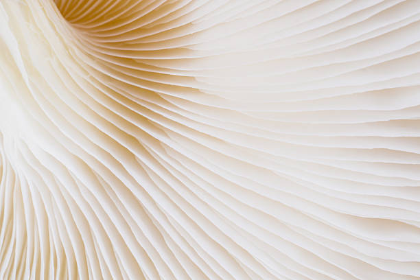istock abstract background macro of Sajor-caju Mushroom 635932990