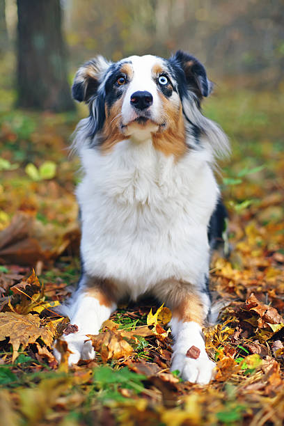 istock Australian Shepherd lying in autumn forest and holding some yummies 635933068