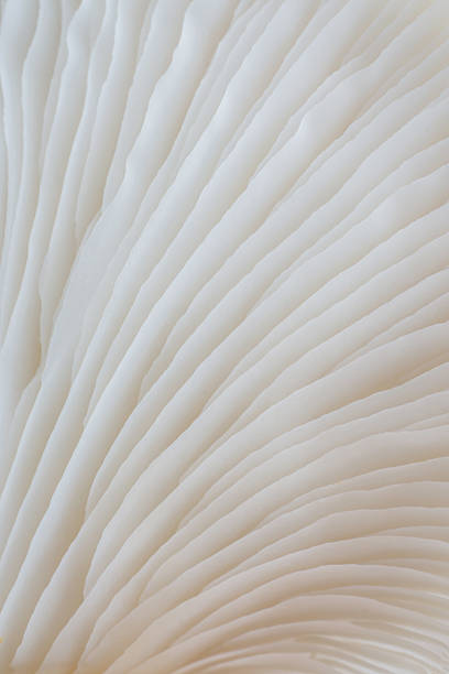 istock abstract background macro of Sajor-caju Mushroom 635933096