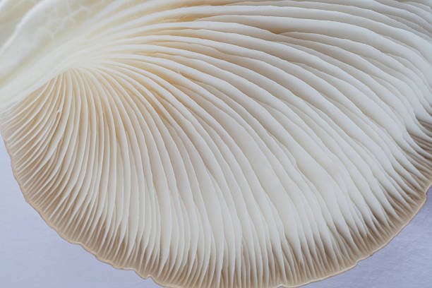 istock abstract background macro of Sajor-caju Mushroom 635933202
