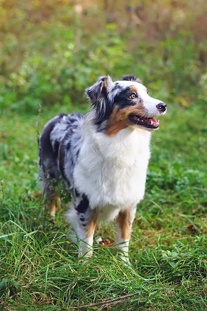 istock Blue merle Australian Shepherd dog staying and posing in forest 635934104