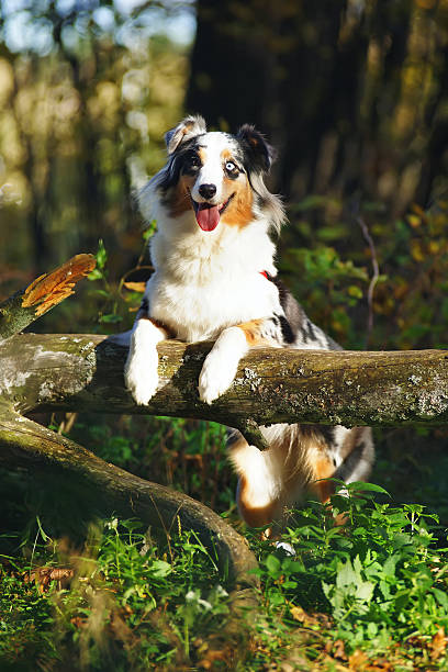 istock Blue merle Australian Shepherd dog posing in forest near tree 635934186