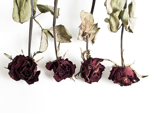 istock Petals and leaf of roses the Haggard 635935190