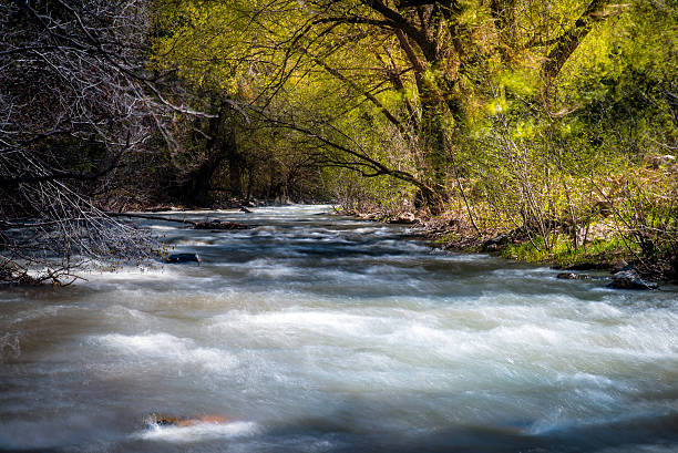 istock Landscape of a rushing river in a forest. 635935376