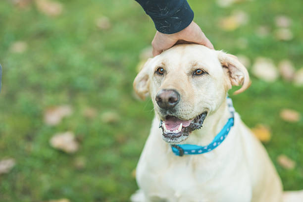 istock Pretty golden retriever in a park being patted on 635936762