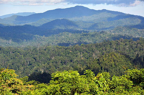 istock Primary tropical rainforest scenery in Danum Valley, Sabah Borneo 635936796