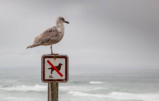 istock Seagull standing on sign and looking at the ocean 635937616