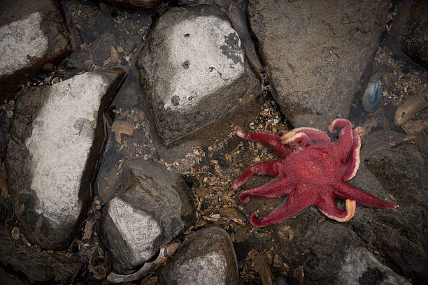 istock Single red starfish in Juneau 635937792