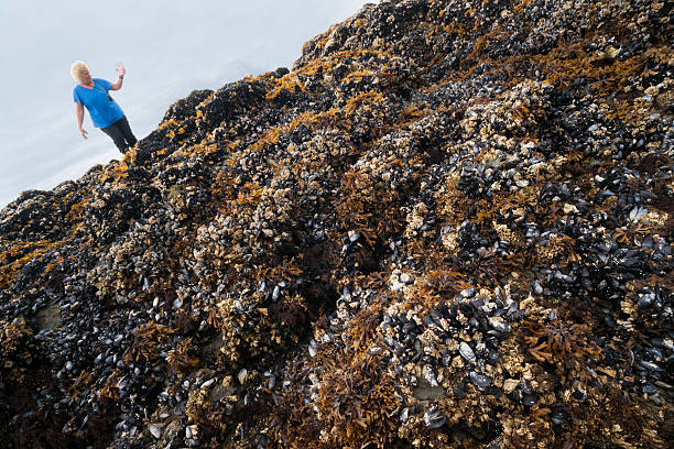 istock Tide pooling in Juneau 635938074
