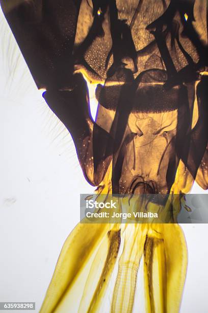 Atom Insect Microscopic Image Of Insect Section Stock Photo - Download Image Now ...