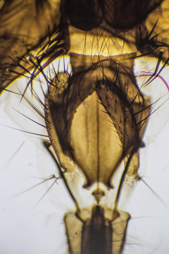 The Insect Sect Microscopic Image Of Insect Section Stock Photo - Download Image Now ...
