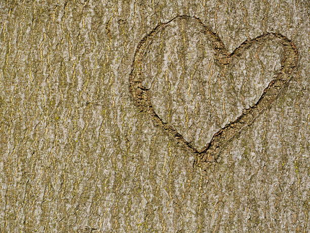 istock heart carved in tree trunk 635938394