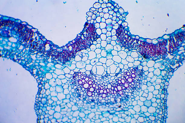 microscopic image of cucurbita - small plant cell high scale magnification cell imagens e fotografias de stock