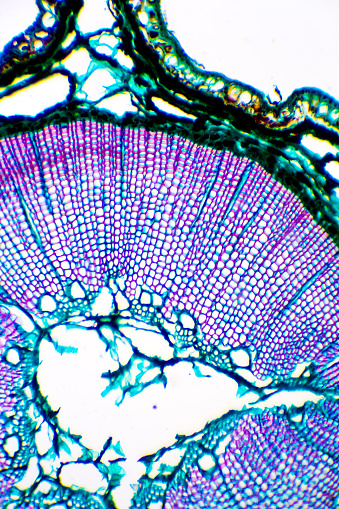 Imagen microscópica de Cucurbita photo