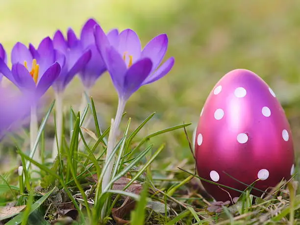 crocus with easter eggs on meadow