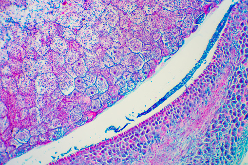 Digital medical illustration: Microscopic cross section of human skin featuring: