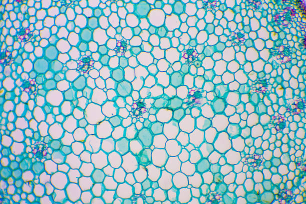 Microscopic image of nymphaea of aqustio stem stock photo