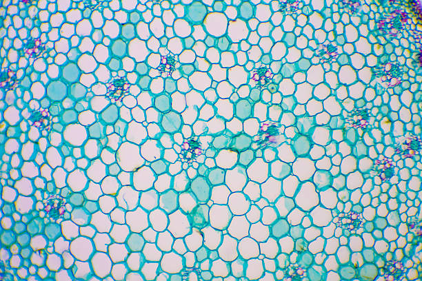 microscopic image of nymphaea of aqustio stem - small plant cell high scale magnification cell imagens e fotografias de stock